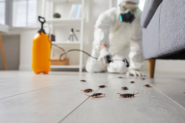 Commercial Rodent Management in Gautier